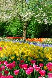 Dutch Windmill and Colorful Tulips and Forget-Me-Not Flowers in Famous Spring Garden 'Keukenhof', H-dzain-Photographic Print