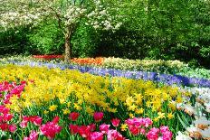 Dutch Windmill and Colorful Tulips and Forget-Me-Not Flowers in Famous Spring Garden 'Keukenhof', H-dzain-Photographic Print