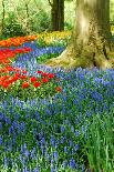 Dutch Windmill and Colorful Tulips and Forget-Me-Not Flowers in Famous Spring Garden 'Keukenhof', H-dzain-Photographic Print