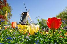 Dutch Windmill and Colorful Tulips and Forget-Me-Not Flowers in Famous Spring Garden 'Keukenhof', H-dzain-Photographic Print