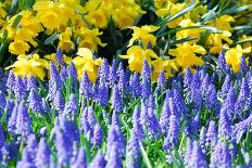 Yellow Daffodils and Blue Grape Hyacinths in Spring Garden 'Keukenhof', Holland-dzain-Photographic Print