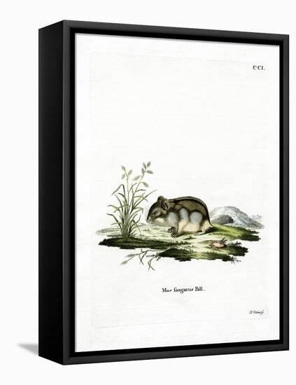 Dzhungarian Dwarf Hamster-null-Framed Premier Image Canvas