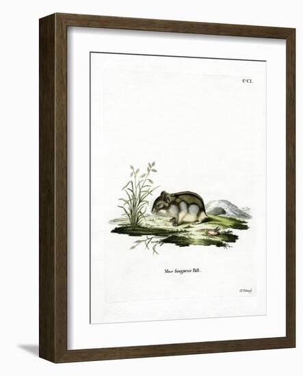 Dzhungarian Dwarf Hamster-null-Framed Giclee Print