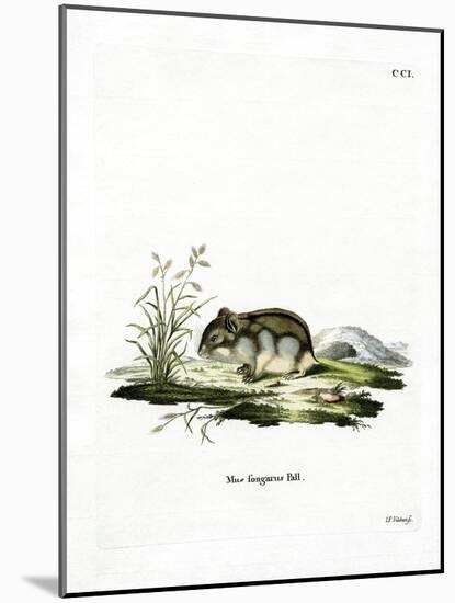 Dzhungarian Dwarf Hamster-null-Mounted Giclee Print