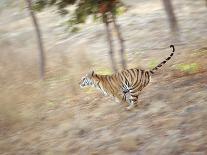 Bengal Tiger Running Through Grass, Bandhavgarh National Park India-E.a. Kuttapan-Framed Premier Image Canvas