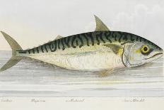The Cod Fish-E. Albin-Framed Premier Image Canvas