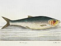 The Cod Fish-E. Albin-Framed Giclee Print