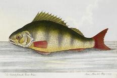 The Cod Fish-E. Albin-Giclee Print