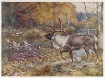 Male Caribou Watches Females Swim Across a River-E. Calawell-Mounted Art Print