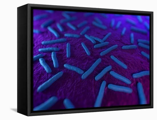 E Coli Bacteria, Artwork-SCIEPRO-Framed Premier Image Canvas