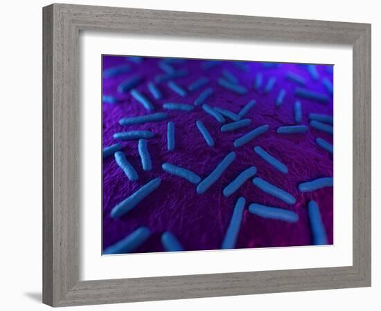 E Coli Bacteria, Artwork-SCIEPRO-Framed Photographic Print