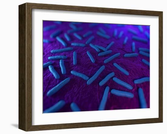 E Coli Bacteria, Artwork-SCIEPRO-Framed Photographic Print