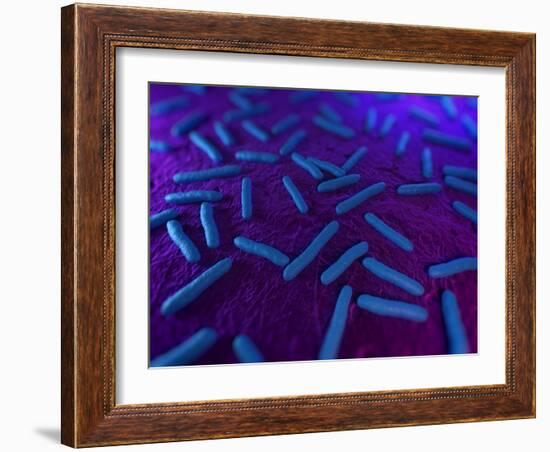 E Coli Bacteria, Artwork-SCIEPRO-Framed Photographic Print