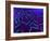 E Coli Bacteria, Artwork-SCIEPRO-Framed Photographic Print