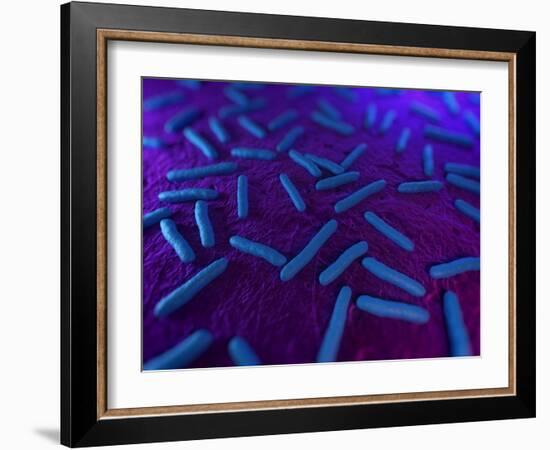 E Coli Bacteria, Artwork-SCIEPRO-Framed Photographic Print