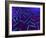 E Coli Bacteria, Artwork-SCIEPRO-Framed Photographic Print