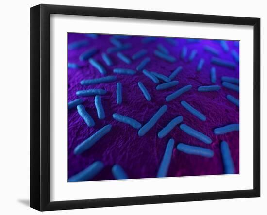 E Coli Bacteria, Artwork-SCIEPRO-Framed Photographic Print