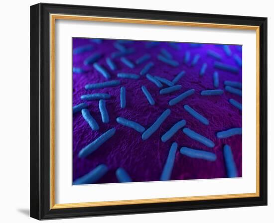 E Coli Bacteria, Artwork-SCIEPRO-Framed Photographic Print