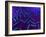 E Coli Bacteria, Artwork-SCIEPRO-Framed Photographic Print