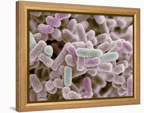 E Coli Bacteria, SEM-Steve Gschmeissner-Framed Premier Image Canvas