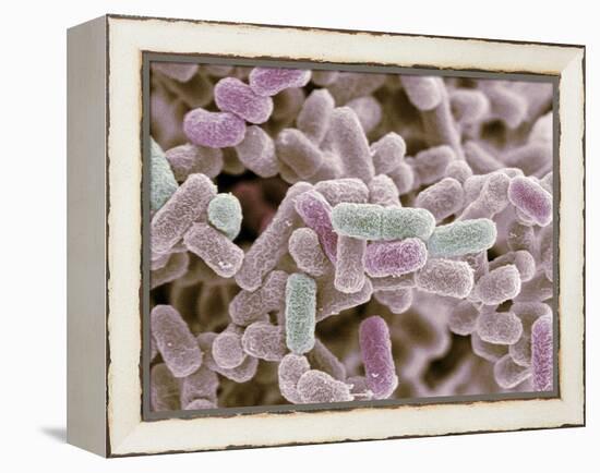 E Coli Bacteria, SEM-Steve Gschmeissner-Framed Premier Image Canvas