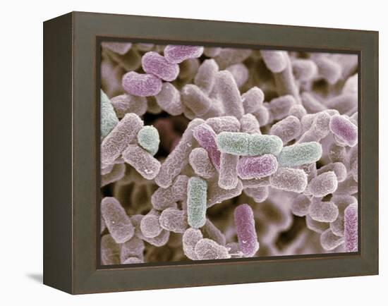 E Coli Bacteria, SEM-Steve Gschmeissner-Framed Premier Image Canvas