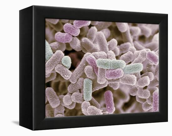 E Coli Bacteria, SEM-Steve Gschmeissner-Framed Premier Image Canvas