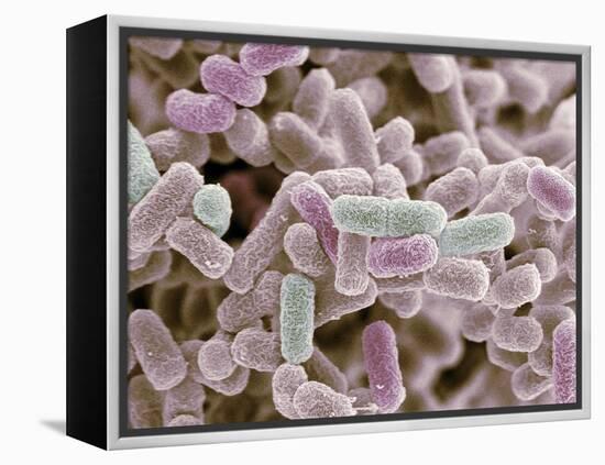 E Coli Bacteria, SEM-Steve Gschmeissner-Framed Premier Image Canvas