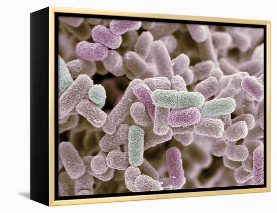 E Coli Bacteria, SEM-Steve Gschmeissner-Framed Premier Image Canvas