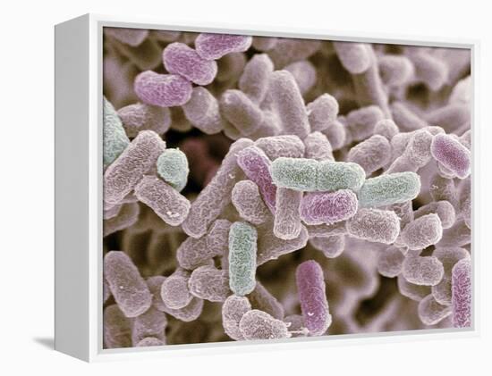 E Coli Bacteria, SEM-Steve Gschmeissner-Framed Premier Image Canvas