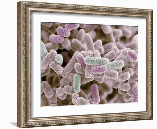 E Coli Bacteria, SEM-Steve Gschmeissner-Framed Photographic Print