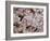 E Coli Bacteria, SEM-Steve Gschmeissner-Framed Photographic Print