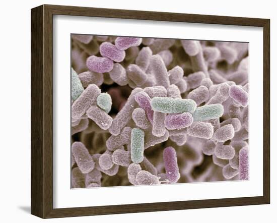 E Coli Bacteria, SEM-Steve Gschmeissner-Framed Photographic Print