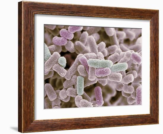 E Coli Bacteria, SEM-Steve Gschmeissner-Framed Photographic Print