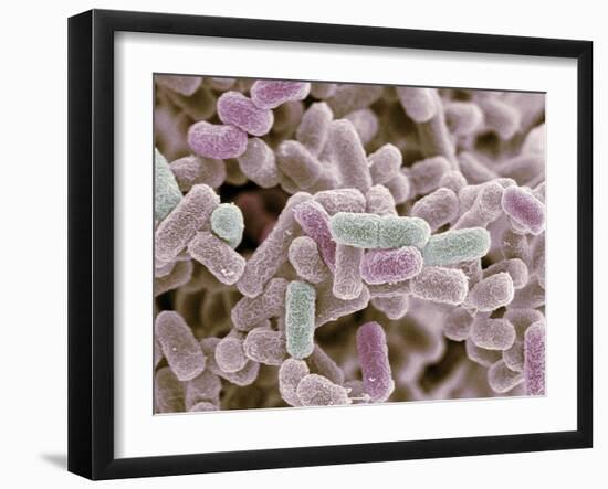 E Coli Bacteria, SEM-Steve Gschmeissner-Framed Photographic Print