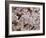 E Coli Bacteria, SEM-Steve Gschmeissner-Framed Photographic Print