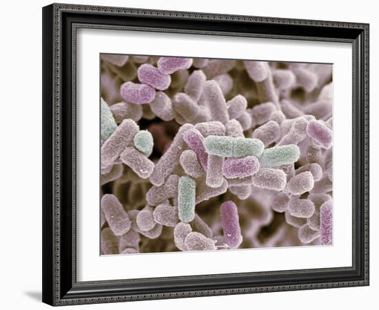 E Coli Bacteria, SEM-Steve Gschmeissner-Framed Photographic Print