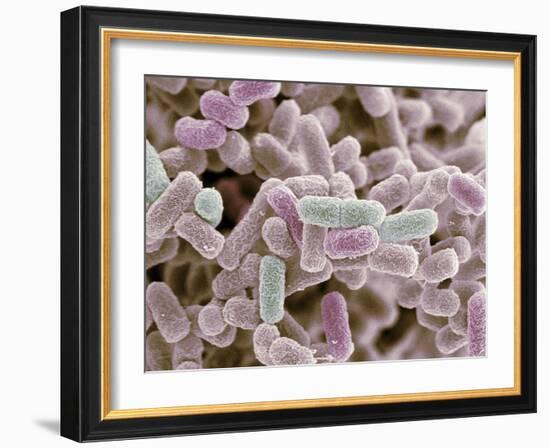 E Coli Bacteria, SEM-Steve Gschmeissner-Framed Photographic Print