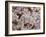 E Coli Bacteria, SEM-Steve Gschmeissner-Framed Photographic Print