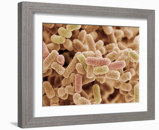 E. Coli Bacteria, SEM-Steve Gschmeissner-Framed Photographic Print