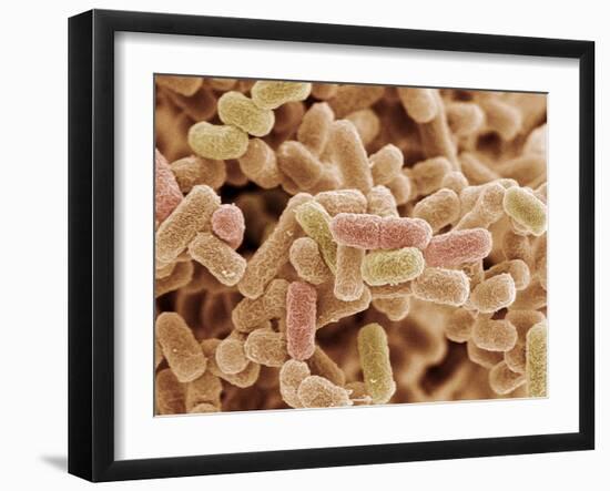 E. Coli Bacteria, SEM-Steve Gschmeissner-Framed Photographic Print