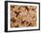 E. Coli Bacteria, SEM-Steve Gschmeissner-Framed Photographic Print