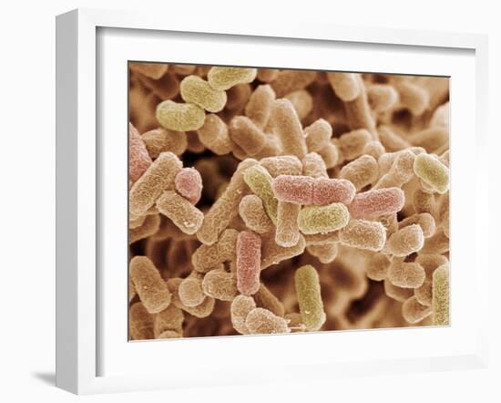 E. Coli Bacteria, SEM-Steve Gschmeissner-Framed Photographic Print