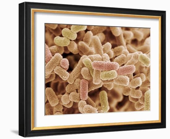 E. Coli Bacteria, SEM-Steve Gschmeissner-Framed Photographic Print