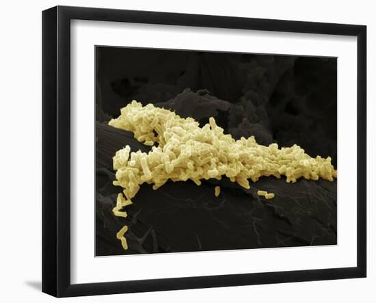 E. Coli Bacteria, SEM-Steve Gschmeissner-Framed Photographic Print