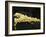 E. Coli Bacteria, SEM-Steve Gschmeissner-Framed Photographic Print