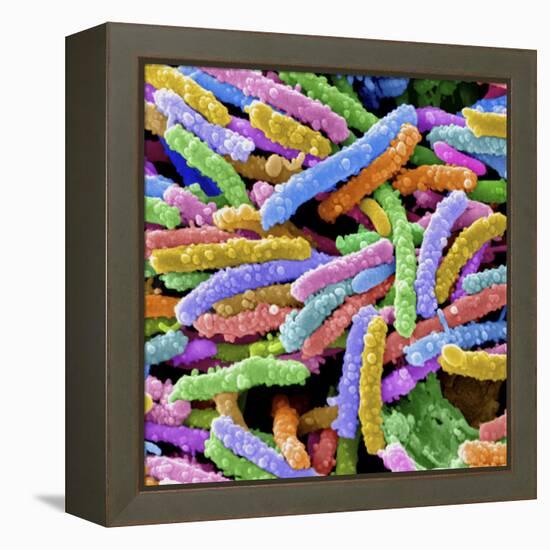 E. Coli Bacteria-null-Framed Premier Image Canvas