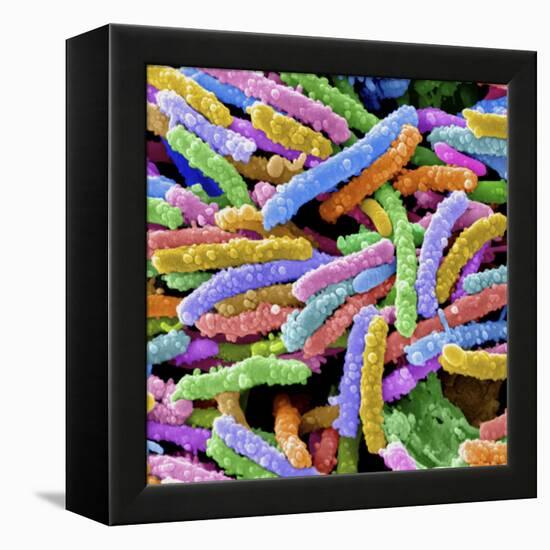 E. Coli Bacteria-null-Framed Premier Image Canvas