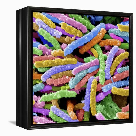 E. Coli Bacteria-null-Framed Premier Image Canvas