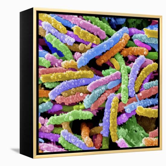 E. Coli Bacteria-null-Framed Premier Image Canvas